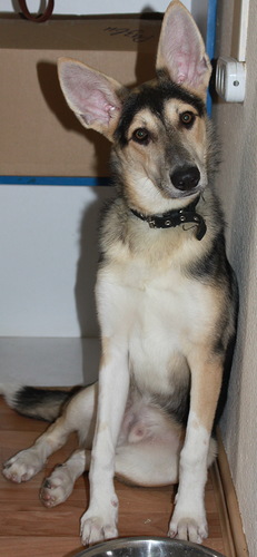 231 x 500 308 x 500 279 x 500 333 x 500     .