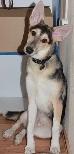 240 x 500 231 x 500 308 x 500 279 x 500 333 x 500     .