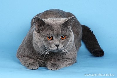 640 X 427 48.3 Kb Длинношерстные бриташки и компания! У нас есть котята!