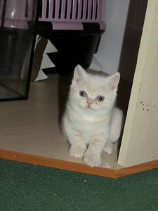 768 X 1024 114.5 Kb 1280 X 960 314.0 Kb 640 X 427 48.3 Kb Длинношерстные бриташки и компания! У нас есть котята!