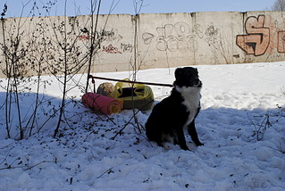 1920 X 1285 699.5 Kb 1920 X 1285 581.4 Kb 1920 X 1285 724.0 Kb 1920 X 1285 761.7 Kb Собаки поисково-спасательной службы Удмуртии