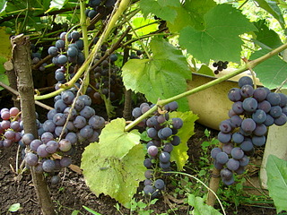1920 X 1440 968.7 Kb Продам саженцы винограда