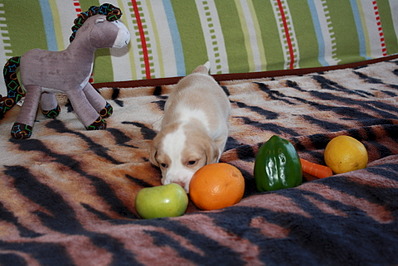 1920 X 1281 527.6 Kb -, !  'Prime Pride'