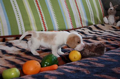 1920 X 1264 265.5 Kb -, !  'Prime Pride'