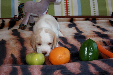 1920 X 1281 442.6 Kb 1920 X 1264 265.5 Kb -, !  'Prime Pride'