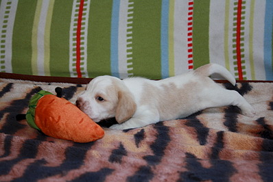 1920 X 1281 481.0 Kb 1920 X 1281 442.6 Kb 1920 X 1264 265.5 Kb -, !  'Prime Pride'