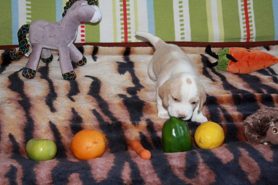 1920 X 1281 568.4 Kb -, !  'Prime Pride'