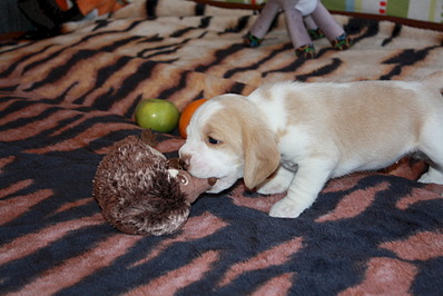 1920 X 1281 513.9 Kb -, !  'Prime Pride'