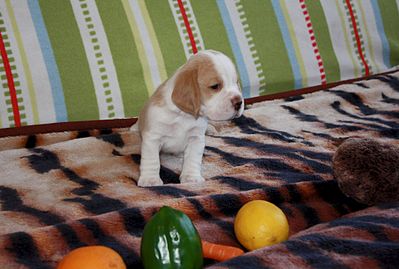 1920 X 1294 282.4 Kb 1920 X 1281 486.1 Kb 1920 X 1281 513.9 Kb -, !  'Prime Pride'