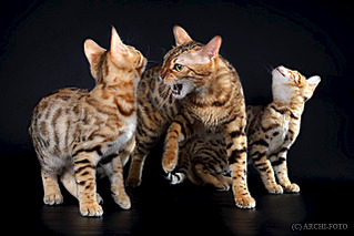 640 X 427 105.6 Kb 640 X 427 82.9 Kb 640 X 427 98.6 Kb 640 X 427 99.5 Kb 640 X 427 79.3 Kb   