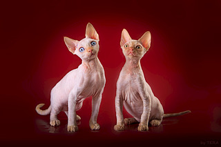 1920 X 1280 331.4 Kb -  