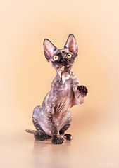 1920 X 2712 603.1 Kb 1920 X 1280 331.4 Kb -  