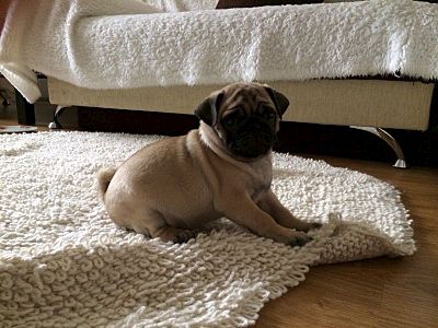 800 X 600 82.6 Kb 1920 X 2560 982.1 Kb 1920 X 1440 835.4 Kb  ()