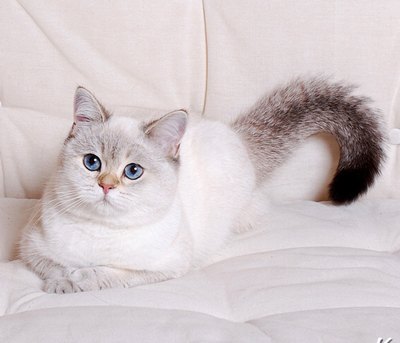 400 x 343 400 x 524     -