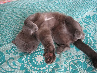 1280 X 960 342.6 Kb 1280 X 688 393.4 Kb 451 X 604 88.6 Kb     -     .