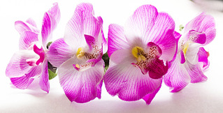 1812 X 918 274.3 Kb 1920 X 989 368.1 Kb     !