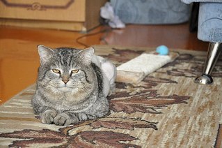 604 X 401 56.3 Kb ул.Союзная кто рядом? приютите кота!