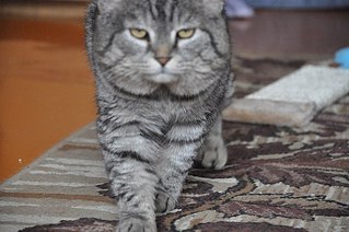 604 X 401 47.7 Kb ул.Союзная кто рядом? приютите кота!