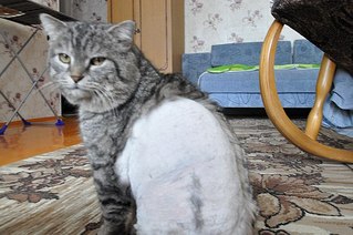 604 X 401 55.8 Kb ул.Союзная кто рядом? приютите кота!