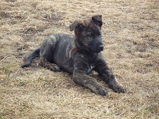 1920 X 1440 377.2 Kb    