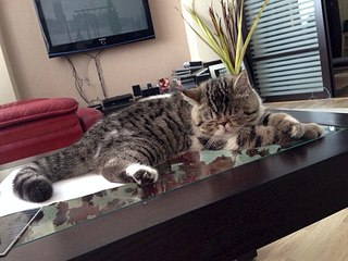 960 X 720 142.8 Kb 720 X 960 157.1 Kb 453 X 604 76.2 Kb ЭКЗОТИКИ! Любимые мордахи...Милости просим ВСЕХ экзотов и персов показать СЕБЯ!