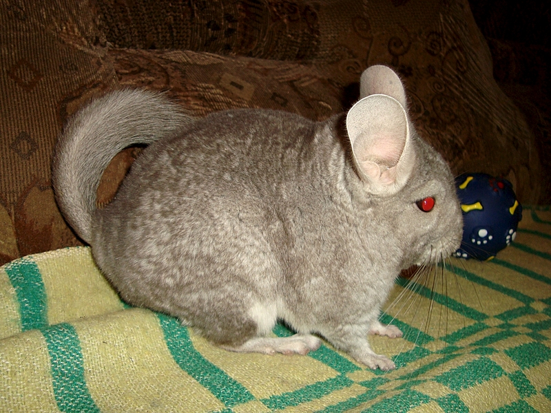 1320 X 990 145.8 Kb  -  