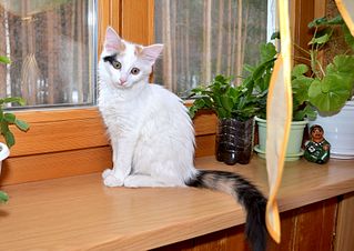 1920 X 1357 335.4 Kb 1920 X 1357 329.1 Kb   (  )   .