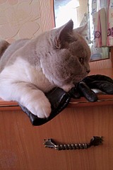 1728 X 2592 799.4 Kb Длинношерстные бриташки и компания! У нас есть котята!