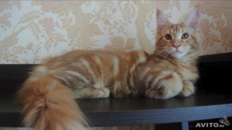 1136 X 640 121.7 Kb ВСЕ счастливые обладатели РЫЖИКОВ =)