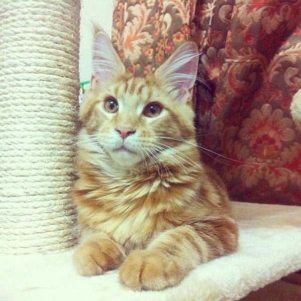 640 X 640 100.6 Kb 960 X 960 156.2 Kb 1136 X 640 121.7 Kb ВСЕ счастливые обладатели РЫЖИКОВ =)