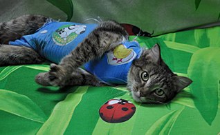 1280 X 785 150.4 Kb 975 X 1024 175.9 Kb Кошки в стационаре Ветсервиса. Нужна материальная помощь!