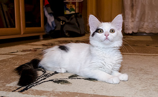 1920 X 1179 625.1 Kb   (  )   .