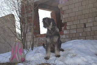 1920 X 1285 530.0 Kb 1920 X 1285 447.1 Kb 1920 X 1285 918.5 Kb 1920 X 2868 553.8 Kb Собаки поисково-спасательной службы Удмуртии