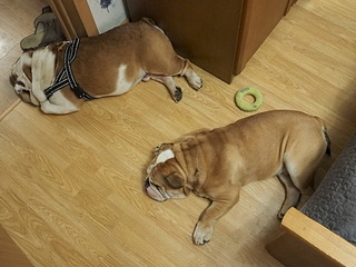 1920 X 1440 598.0 Kb 19-20 апреля третий семинар по хендлингу Ивановой Ларисы (Новая информация)