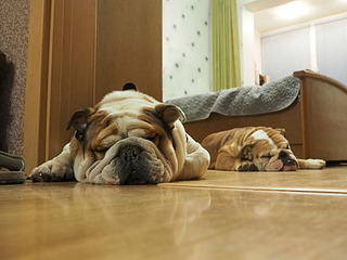 1920 X 1440 480.9 Kb 1920 X 1440 598.0 Kb 19-20 апреля третий семинар по хендлингу Ивановой Ларисы (Новая информация)