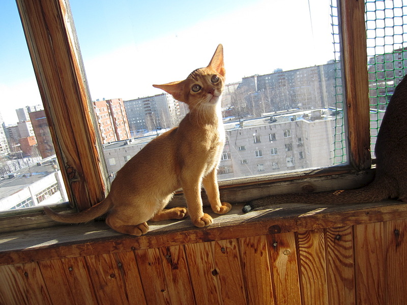 1920 X 1440 659.8 Kb 1920 X 1440 776.9 Kb ВСЕ счастливые обладатели РЫЖИКОВ =)