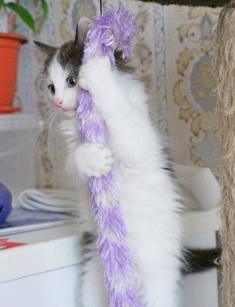 1920 X 2501 272.4 Kb  .    .