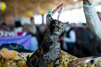 1024 X 683 591.6 Kb  -  