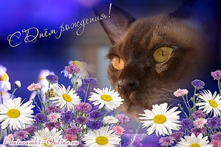 600 X 399 216.5 Kb БУРМЫ- шелковые пантеры. Питомник бурманских кошек 'NATIZE'. У нас БУРМЯТА !