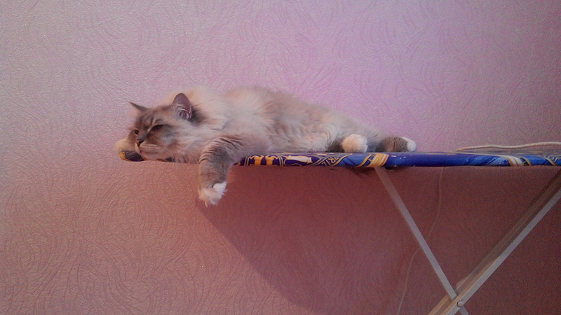 1920 X 1080 634.1 Kb 1920 X 1080 619.0 Kb 1920 X 1080 832.6 Kb Питомник невских маскарадных кошек 'Страна Сибирия'. СКАЗОЧНЫЕ КОТЯТА ДЛЯ ВАС :)