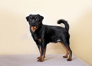 500 X 360  19.6 Kb -