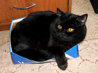 1920 X 1441 611.3 Kb Питомник'Gem Sweet'.Любимые британские ПЛЮШКИ.Британские котята: белые,черные,голубые