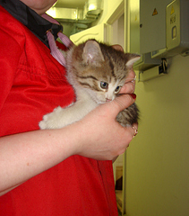 768 X 872 264.1 Kb 768 X 1024 329.6 Kb ������������ ������ � ������� ������������� ����