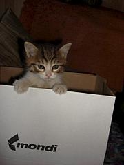 768 X 1024 53.6 Kb 768 X 872 264.1 Kb 768 X 1024 329.6 Kb ������������ ������ � ������� ������������� ����