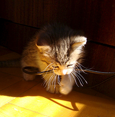 612 X 621 156.5 Kb ������������ ������ � ������� ������������� ����