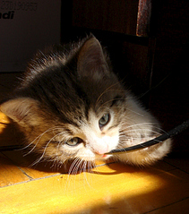 622 X 705 205.1 Kb 612 X 621 156.5 Kb ������������ ������ � ������� ������������� ����