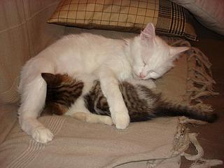 1024 X 768 103.2 Kb 587 X 768 176.9 Kb ������������ ������ � ������� ������������� ����