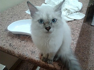 1280 X 960 187.5 Kb 1280 X 960 248.3 Kb Найдена кошечка