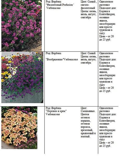 520 X 687 88.9 Kb Рассада цветов. Каталог внутри