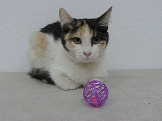 800 X 600 100.4 Kb 800 X 600 136.0 Kb   6   !